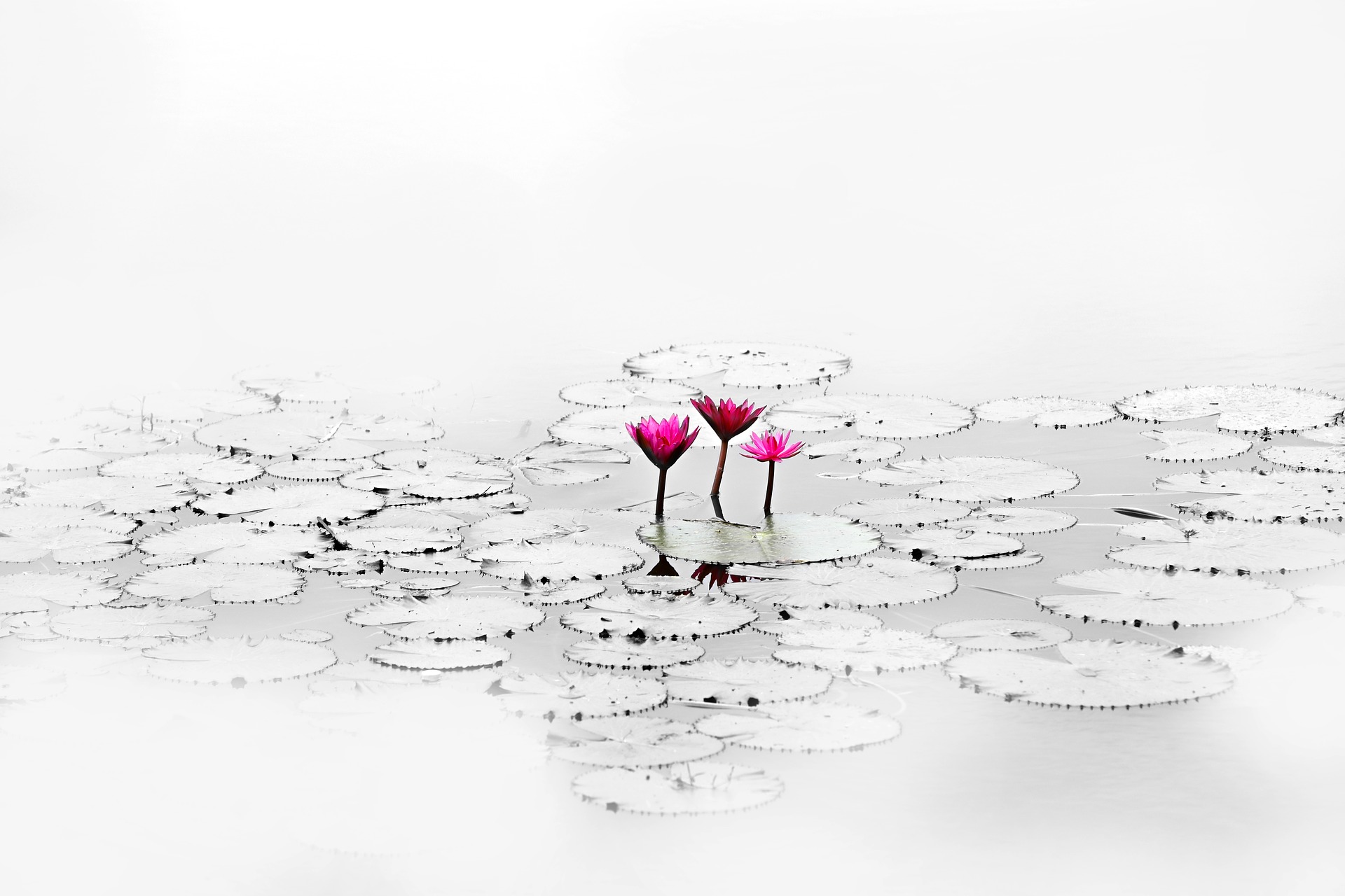 services Lotus flower in a black and white lilly pads.