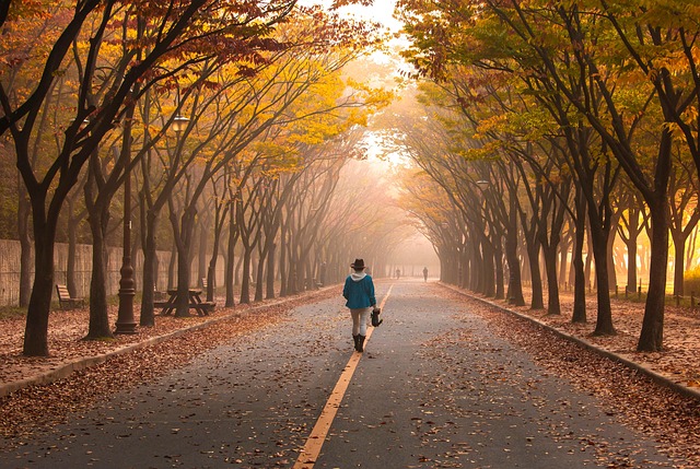road-5767221_640 Man walking along a treelined road.